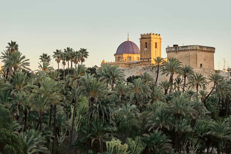 Palmeral Elche