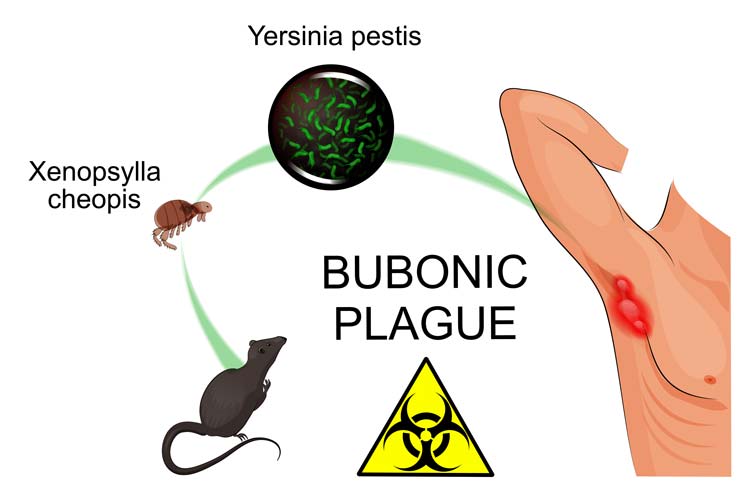 Virus Peste Negra Siglo XIV Virus Peste Negra Siglo XIV
