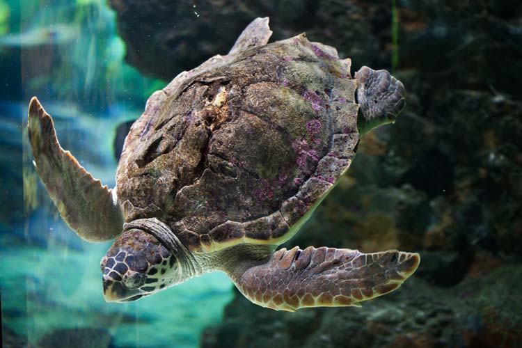 Tortuga Boba Mar Mediterraneo