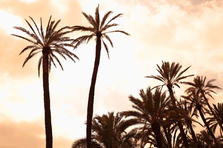 palmeral de elche historia