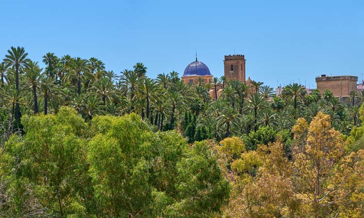 Palmeral junto a la Basílica