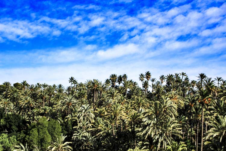 Vista Palmeral Elche