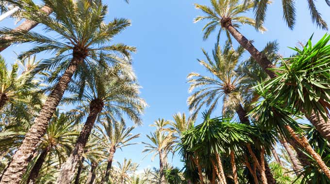 palmeral ilicitano