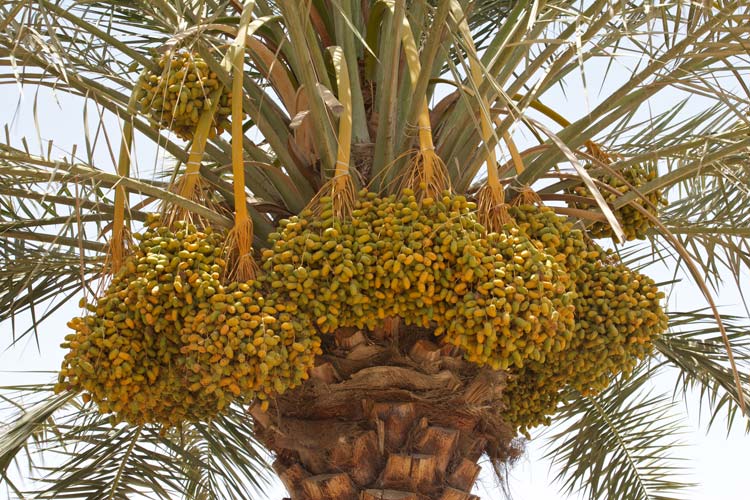phoenix dactilyfera palmera datilera elche palmeral