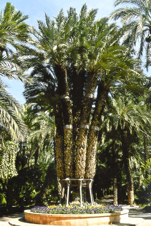 Palmera Imperial Elche