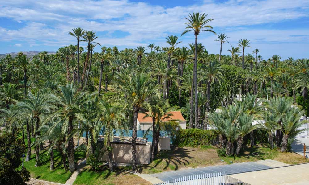 Palmeral de Elche, Patrimonio de la Humanidad