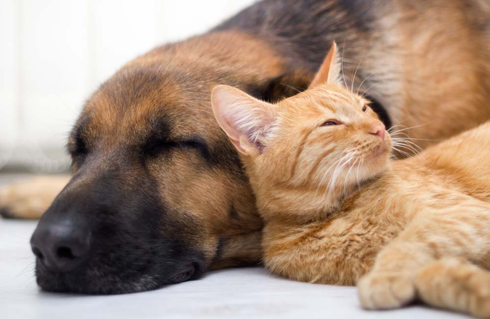 Centros Veterinarios en Elche, Clínicas de Mascotas